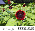 ひまわり 55561585