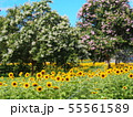 ひまわり 55561589
