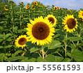 ひまわり 55561593