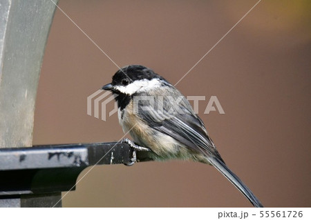 アメリカコガラ　　　バ－ナビ－レイク　ブリティッシュコロンビア州　　カナダ 55561726