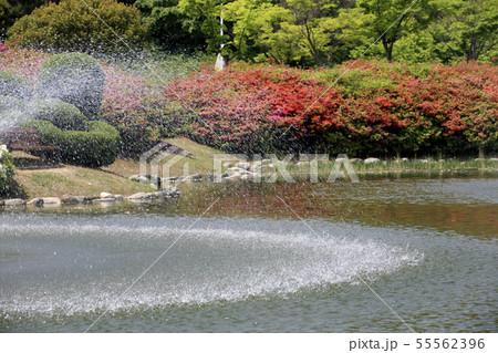 池 自然 樹木 55562396