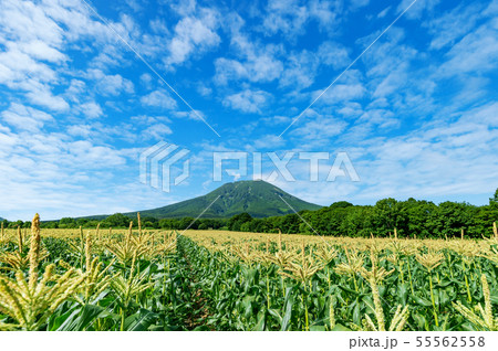 【青森県弘前市】岩木山麓はトウモロコシの花が満開 55562558
