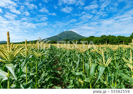 青森県弘前市 岩木山麓はトウモロコシの花が満開の写真素材