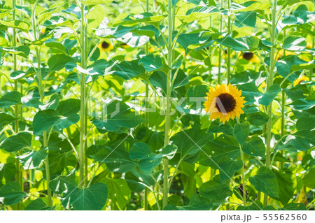 ひまわり畑 向日葵 夏 イメージ 8月 ミツバチ 馬見丘陵公園 ひまわり畑 向日葵 夏 イメージ 8月 ミツバチ 馬見丘陵公園 55562560