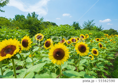 ひまわり畑 向日葵 夏 イメージ 8月 ミツバチ 馬見丘陵公園 ひまわり畑 向日葵 夏 イメージ 8月 ミツバチ 馬見丘陵公園 55562590