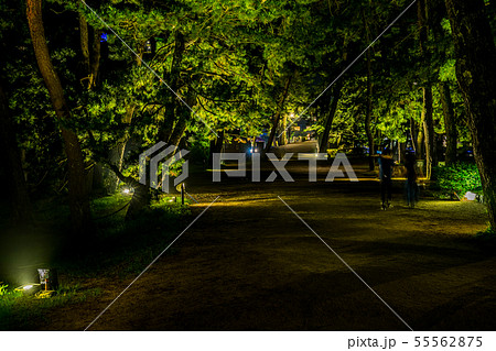 日本三景 天橋立 夏のライトアップ 日本三景 天橋立 夏のライトアップ 55562875