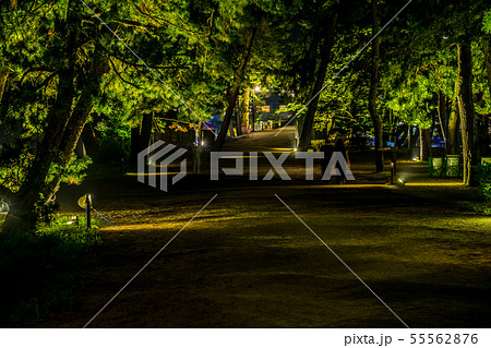 日本三景 天橋立 夏のライトアップ 日本三景 天橋立 夏のライトアップ 55562876