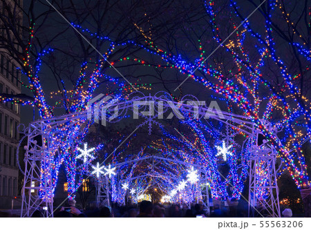 中之島イルミネーション 中之島イルミネーション 55563206