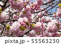 大阪造幣局の桜 糸括 いとくくり 大阪造幣局の桜 糸括 いとくくり 55563230
