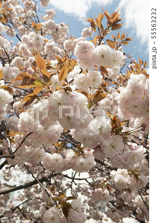 大阪造幣局の桜　 55563232
