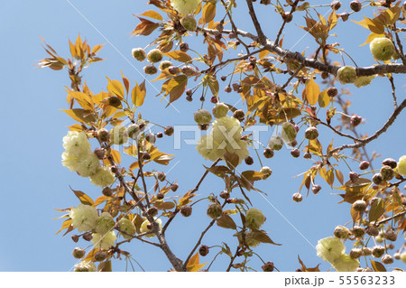 大阪造幣局の桜 須磨浦普賢象 大阪造幣局の桜 須磨浦普賢象 55563233