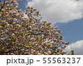 大阪造幣局の桜 大阪造幣局の桜 55563237