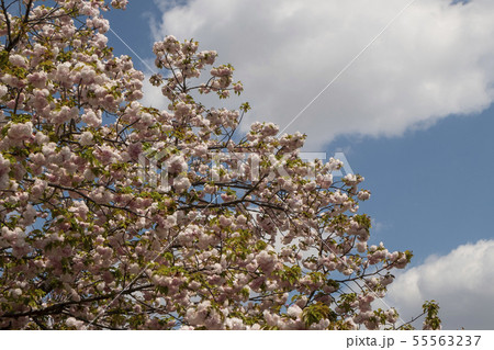 大阪造幣局の桜 55563237