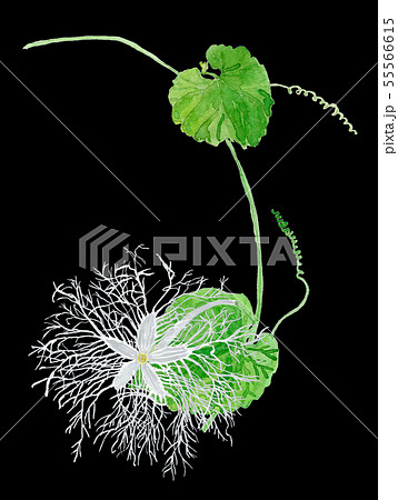 Trichosanthes cucumeroides カラスウリの花　黒バック 55566615