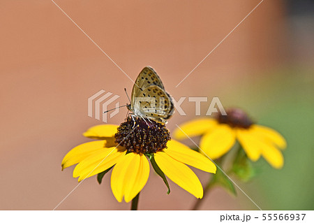 ルドベキア・タカオに止まるヤマトシジミ 55566937