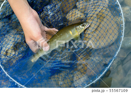 美山川の鮎 55567109