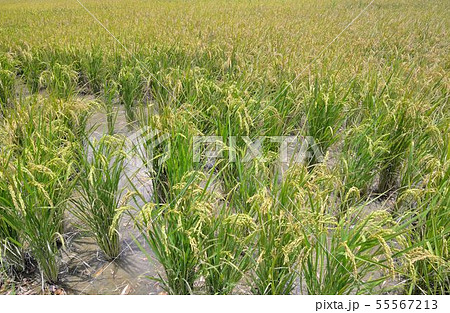 春 泉 湧水 55567213