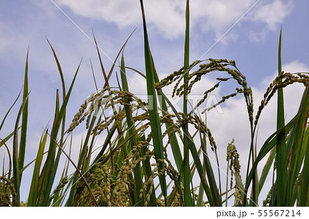 春 泉 湧水 55567214