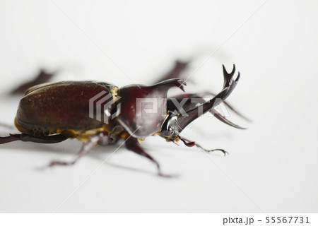 仲の良いカブトムシとノコギリクワガタ 白バック 昆虫 虫 生物 夏休み 仲の良いカブトムシとノコギリクワガタ 白バック 昆虫 虫 生物 夏休み 55567731