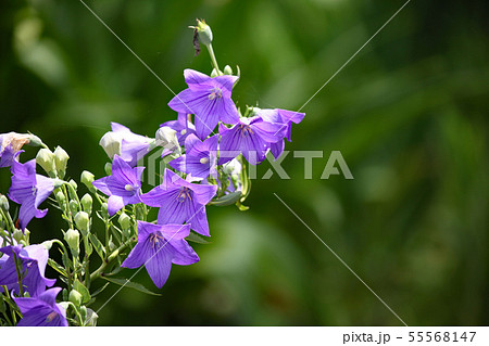 キキョウ キキョウ 55568147