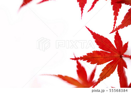 紅葉 紅葉 55568384