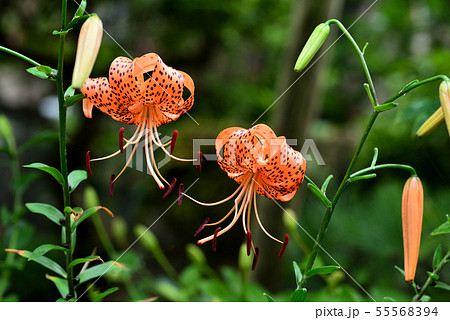 オニユリ オニユリ 55568394