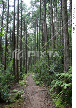 熊野古道 足になじむ土道を歩きながら森林浴が満喫できる 熊野本宮大社と発心門王子の間 縦位置で撮影 熊野古道 足になじむ土道を歩きながら森林浴が満喫できる 熊野本宮大社と発心門王子の間 縦位置で撮影 55568750