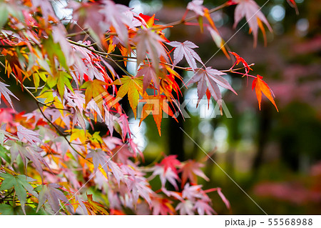 アジア人 アジアン アジア風 55568988