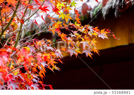 アジア人 アジアン アジア風 55568991