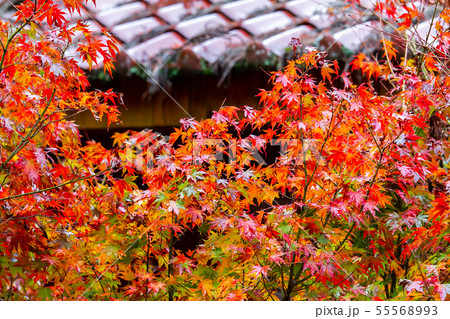 アジア人 アジアン アジア風 55568993