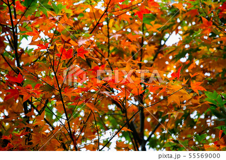 アジア人 アジアン アジア風 55569000