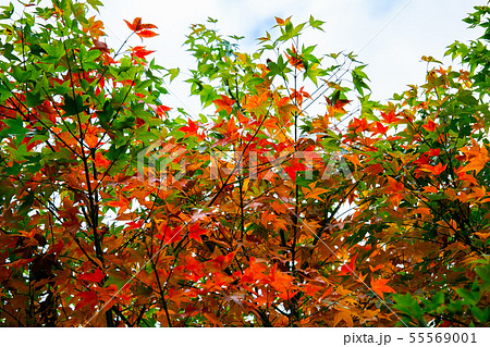 アジア人 アジアン アジア風 55569001