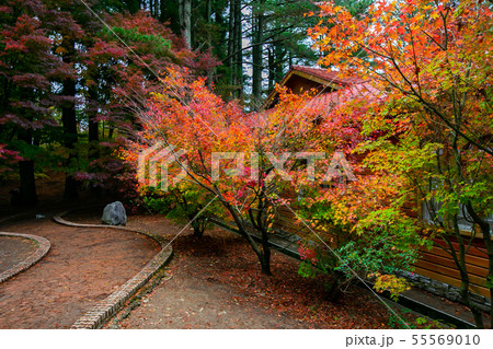 アジア人 アジアン アジア風 55569010