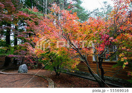 アジア人 アジアン アジア風 55569016