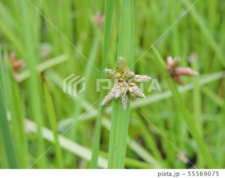 カンガレイ 55569075