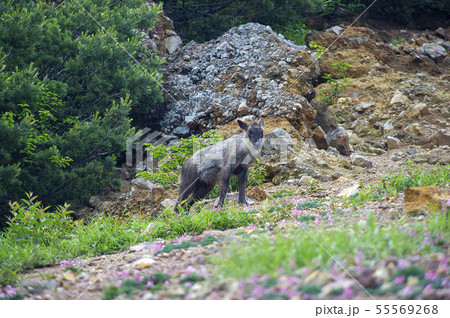 ニホンカモシカ 55569268