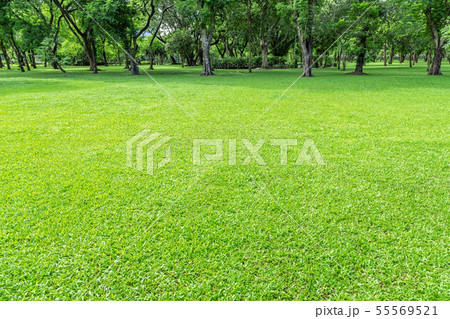 Green lawn in the morning  55569521