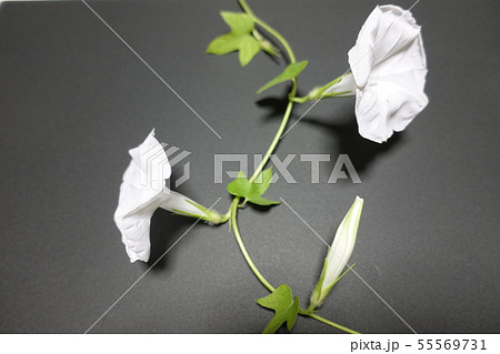 朝顔 朝顔 55569731