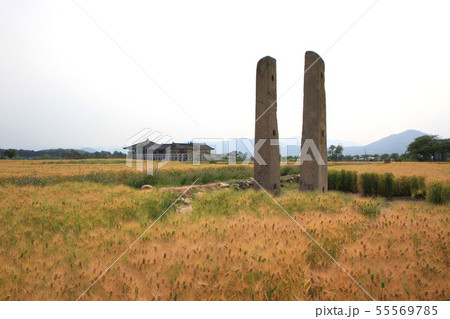 大麦 麦畑 野原 55569785
