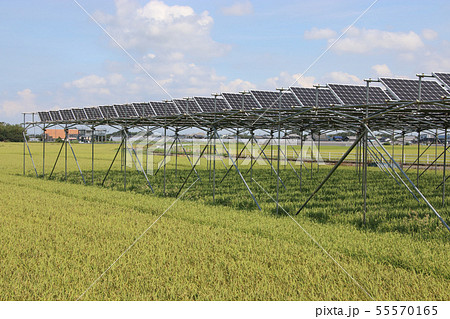 太陽光パネル_営農型ソーラー　 55570165