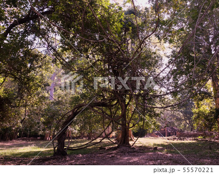 A tree with ugly, twisted branches.  55570221