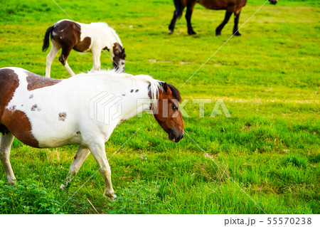 原生花園牧場に放牧された馬　斜里郡浜小清水 55570238