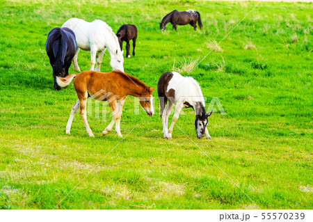 原生花園牧場に放牧された馬　斜里郡浜小清水 55570239