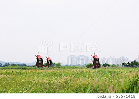風車 生態公園 葦 55571419