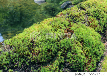 杉苔 杉苔 55571469