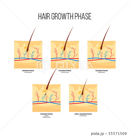 Human hair growth phase scheme flat style 55571509
