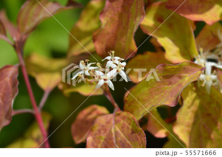 Dogwood Winter Beauty Dogwood Winter Beauty 55571666