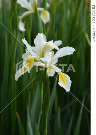 Turkish iris Turkish iris 55571682