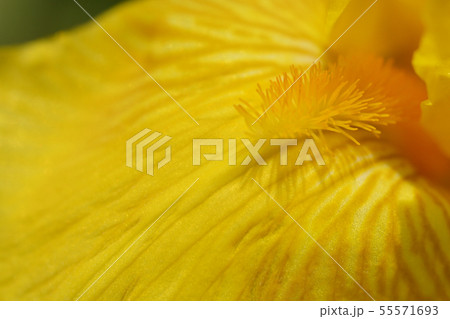 Tall bearded iris Fox Fire Tall bearded iris Fox Fire 55571693