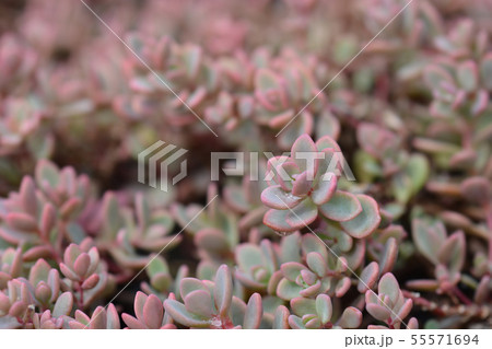Showy stonecrop Showy stonecrop 55571694